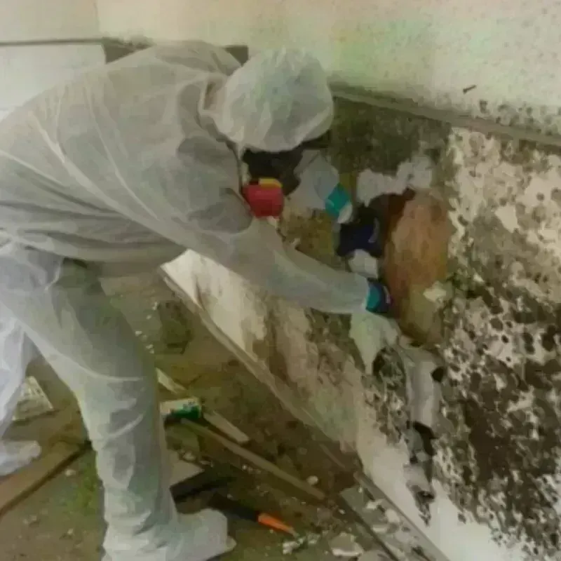 Mold Remediation and Removal in Village of the Branch, NY